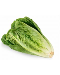 ROMAINE LETTUCE 100GM